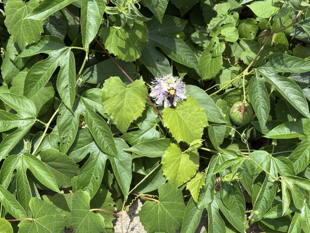 Picture of the MTSU Pollinator Garden.